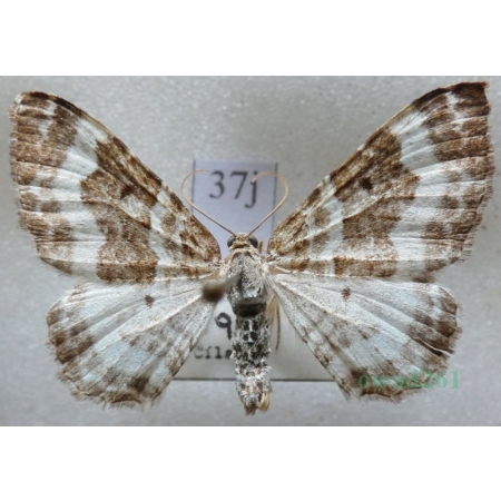 Epirrhoe rivata (Hübner, 1813) Paśnik rzeczek Czech37j